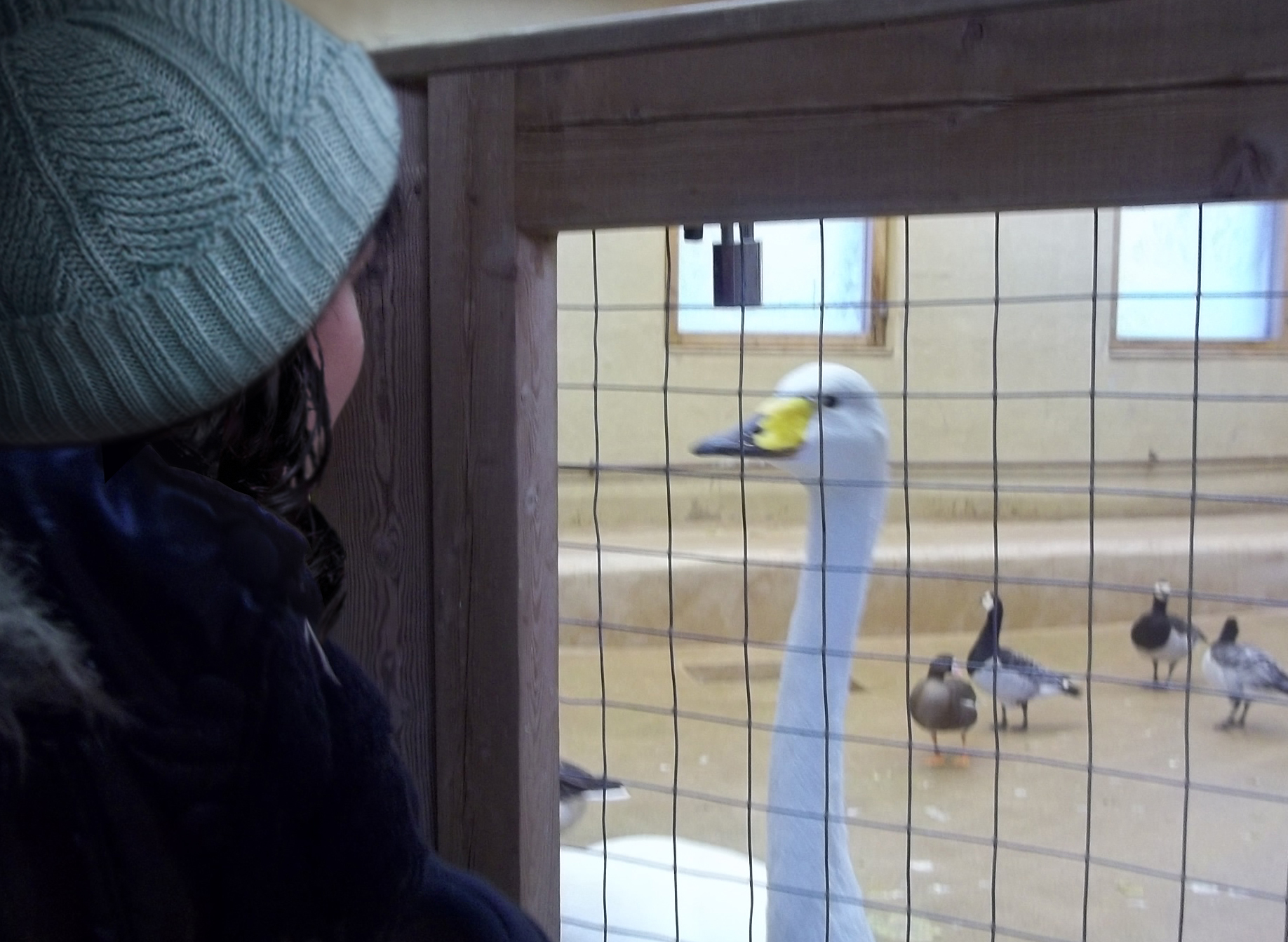 animal comuncation comunicazione con gli animali comunicazione telepatica animals voices animals voices comunicazione animals voices testimonianze