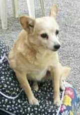 animal comuncation comunicazione con gli animali comunicazione telepatica animals voices animals voices comunicazione animals voices testimonianze