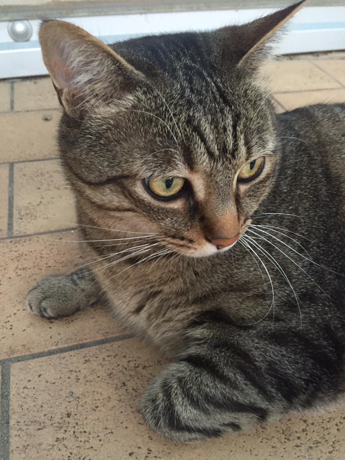 animal comuncation comunicazione con gli animali comunicazione telepatica animals voices animals voices comunicazione animals voices testimonianze