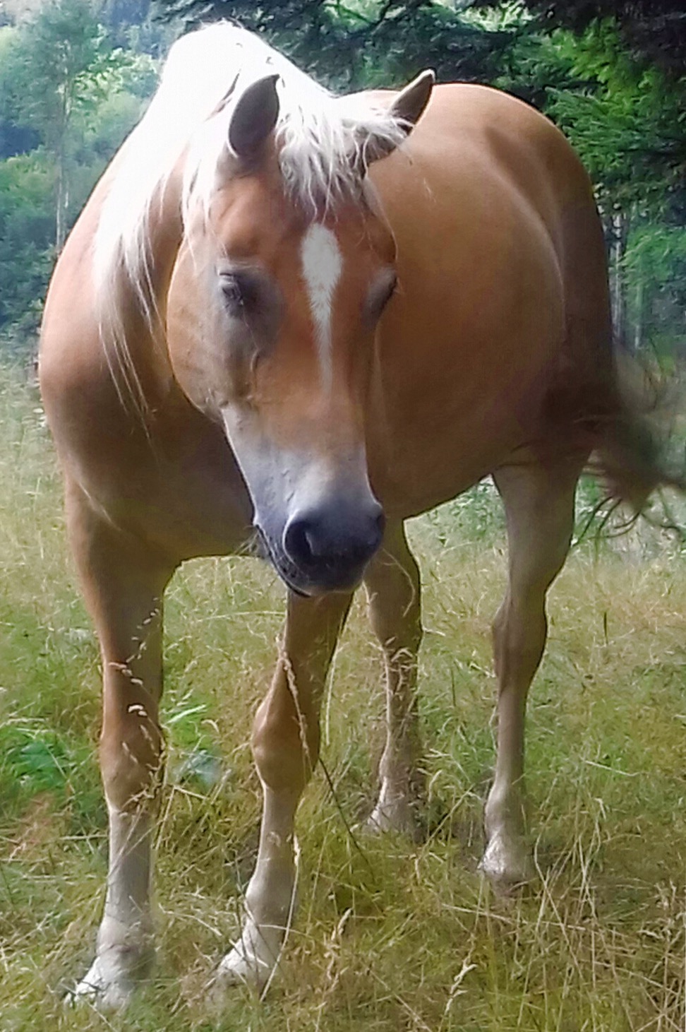 animal comuncation comunicazione con gli animali comunicazione telepatica animals voices animals voices comunicazione animals voices testimonianze