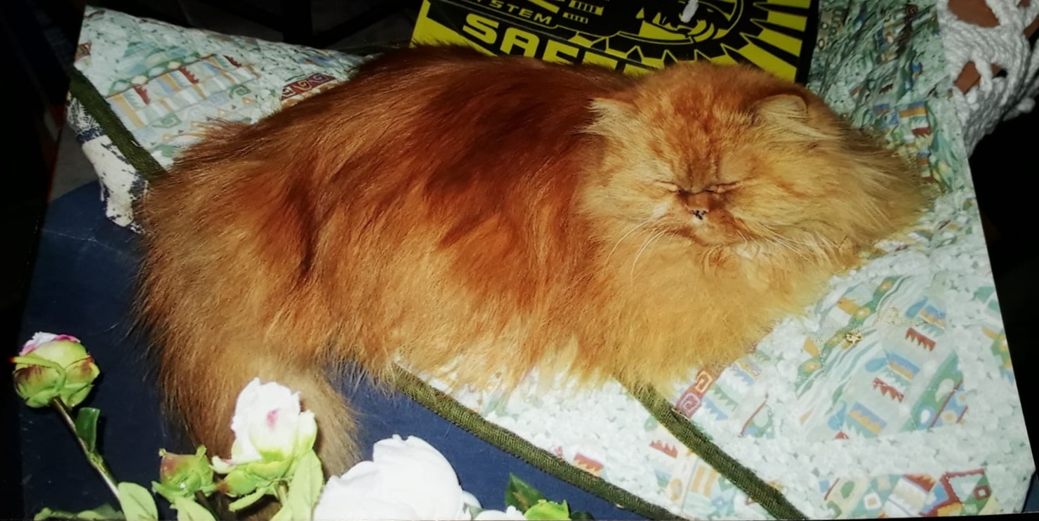 animal comuncation comunicazione con gli animali comunicazione telepatica animals voices animals voices comunicazione animals voices testimonianze