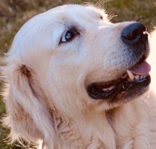 animal comuncation comunicazione con gli animali comunicazione telepatica animals voices animals voices comunicazione animals voices testimonianze