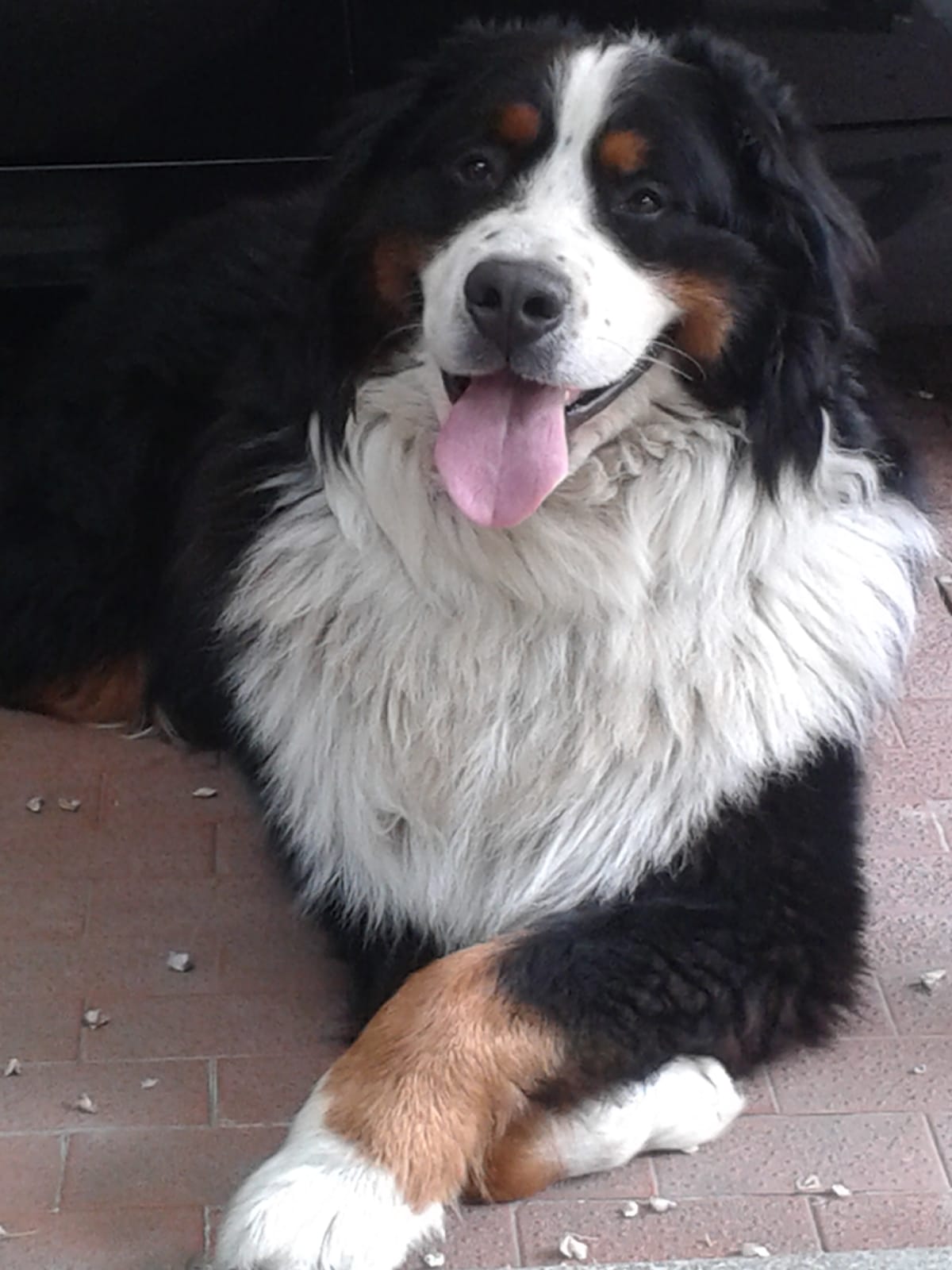 animal comuncation comunicazione con gli animali comunicazione telepatica animals voices animals voices comunicazione animals voices testimonianze